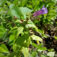 Limnophila aromatica (Lam.) Merr.